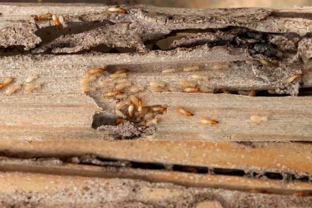 Best Wildlife Control Services  in Dakota Dunes, SD